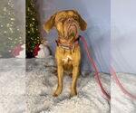 Small #2 Dogue de Bordeaux