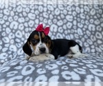 Small #1 Beagle