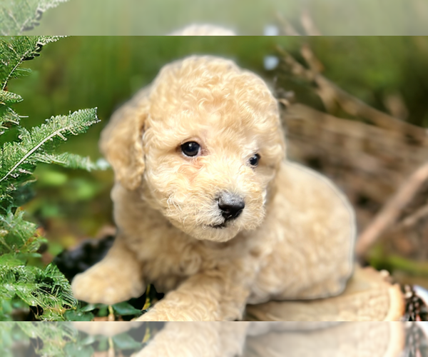 Medium Photo #9 Poodle (Miniature) Puppy For Sale in DUNDEE, OH, USA