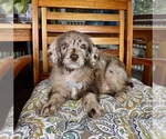 Chip - Male Labradoodle Puppy for Sale - Photo #3