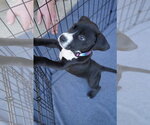Hershey - Candy Litter (Trixie mom) - Male American Staffordshire Terrier-Unknown Mix Dog for Adoption - Small photo