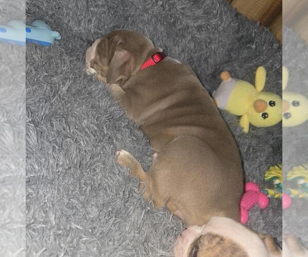 Medium Photo #8 Olde English Bulldogge Puppy For Sale in HAMLER, OH, USA