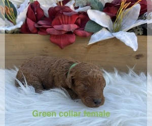 Medium Goldendoodle (Miniature)