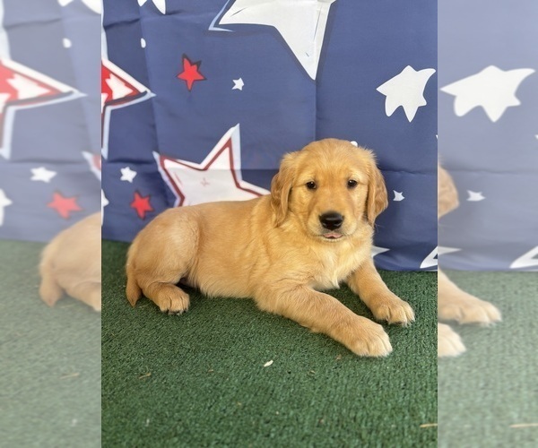Medium Photo #15 Golden Retriever Puppy For Sale in CERES, CA, USA