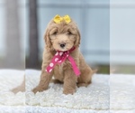 Small Photo #3 Goldendoodle Puppy For Sale in FROSTPROOF, FL, USA