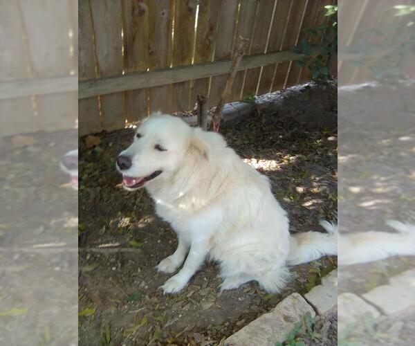 Medium Photo #5 Great Pyrenees Puppy For Sale in Spring, TX, USA