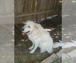 Small #4 Great Pyrenees