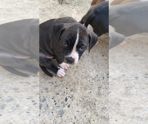 Medium Photo #1 Alapaha Blue Blood Bulldog-American Staffordshire Terrier Mix Puppy For Sale in JONESBORO, GA, USA