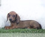 Small Photo #1 Dachshund Puppy For Sale in MARIETTA, GA, USA