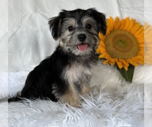 Morkie Puppy for sale in ROCK STREAM, NY, USA