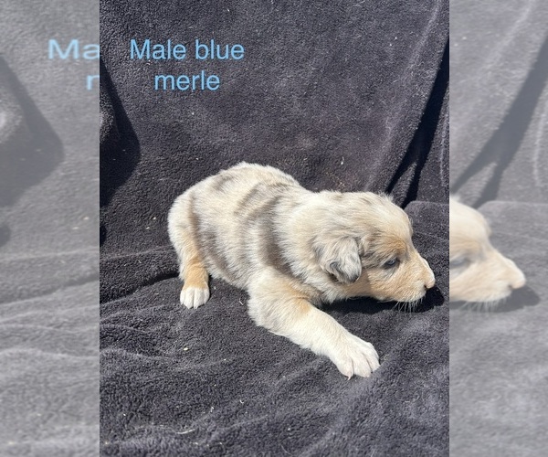 Medium Photo #8 Australian Shepherd Puppy For Sale in COTOPAXI, CO, USA