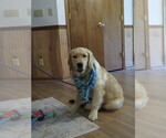 Small #14 Golden Retriever