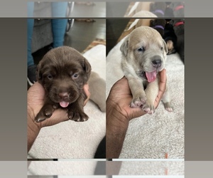 American Staffordshire Terrier-Labrador Retriever Mix Puppy for sale in SILVER SPRING, MD, USA