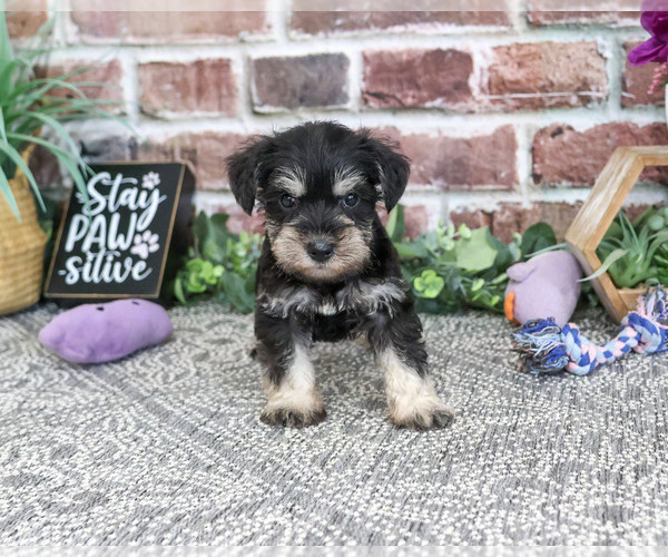 Medium Photo #4 Schnauzer (Miniature) Puppy For Sale in SYRACUSE, IN, USA