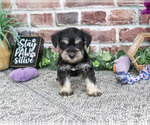 Small #3 Schnauzer (Miniature)