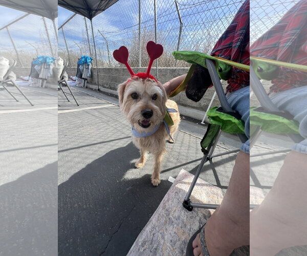Medium Photo #6 Mutt Puppy For Sale in San Bernardino , CA, USA