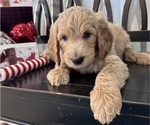 Small Photo #1 Goldendoodle Puppy For Sale in DAWSONVILLE, GA, USA