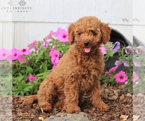 Goldendoodle-Poodle (Miniature) Mix Puppy for sale in MYERSTOWN, PA, USA