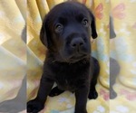 Small Photo #15 Labrador Retriever Puppy For Sale in HOLLY SPRINGS, NC, USA