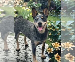 Medium Mutt