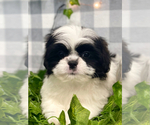Small Shih Tzu