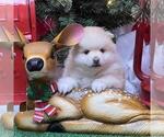 Small #19 Pomeranian