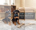 Small #1 Black and Tan Coonhound-Rottweiler Mix