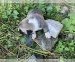 Small Photo #10 Pyrenees Husky Puppy For Sale in HARWOOD, MD, USA