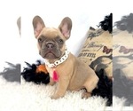 Small #2 French Bulldog