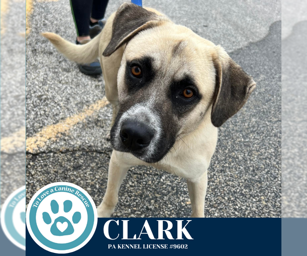 Medium Photo #2 Anatolian Shepherd-Unknown Mix Puppy For Sale in Kimberton, PA, USA