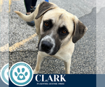 Small #1 Anatolian Shepherd Mix