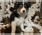 Small Photo #2 Australian Shepherd Puppy For Sale in ASTOR, FL, USA