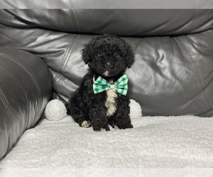 Cavapoo Puppy for sale in CAMPBELLSVILLE, KY, USA