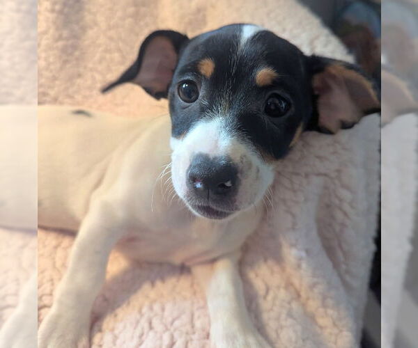 Medium Photo #4 Jack Chi Puppy For Sale in Olalla, WA, USA