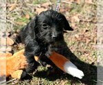 Small Photo #4 Dachshund-Unknown Mix Puppy For Sale in Yardley, PA, USA