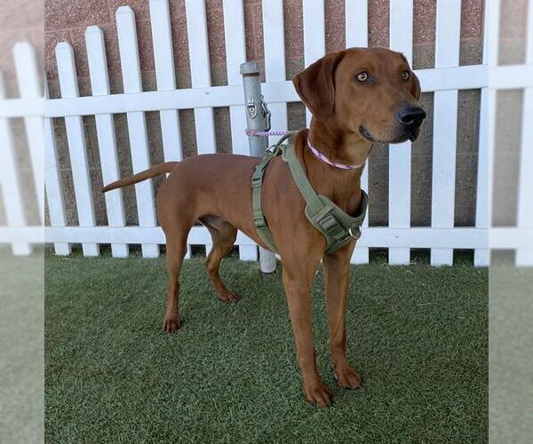 Medium Photo #1 Rhodesian Ridgeback-Unknown Mix Puppy For Sale in Modesto, CA, USA