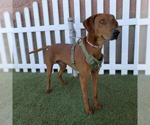Rhodesian Ridgeback-Unknown Mix Dogs for adoption in Modesto, CA, USA