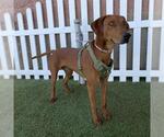 A615036 - Male Rhodesian Ridgeback-Unknown Mix Dog for Adoption - Small photo