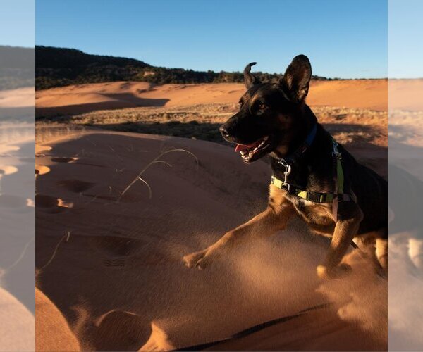 Medium Photo #12 German Shepherd Dog-Unknown Mix Puppy For Sale in Kanab, UT, USA