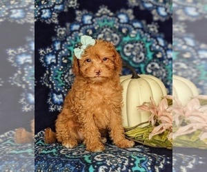 Goldendoodle (Miniature) Puppy for sale in KIRKWOOD, PA, USA
