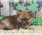 Image preview for Ad Listing. Nickname: Pomeranians