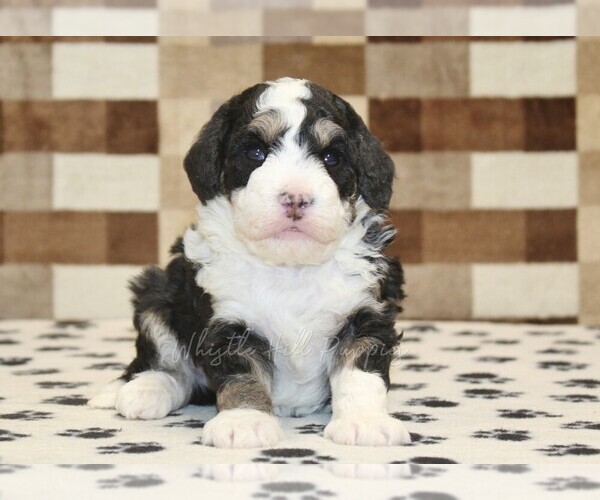 Medium Photo #1 Bernedoodle (Miniature) Puppy For Sale in DENVER, PA, USA