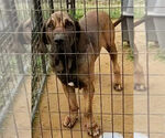 Small #11 Fila Brasileiro