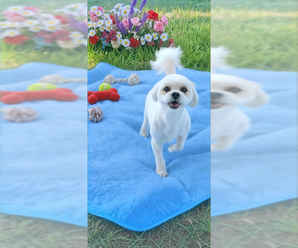 Medium Photo #9 Zuchon Puppy For Sale in Weston, FL, USA