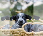 Small #4 Mutt