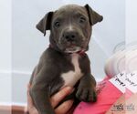 Small #2 Mutt