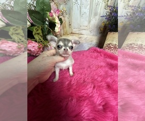 Chihuahua Puppy for sale in TRACY, CA, USA