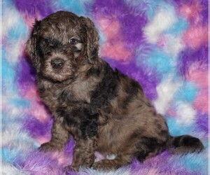 Labradoodle Puppy for sale in LA HABRA, CA, USA