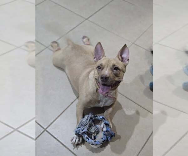 Medium Photo #2 Mutt Puppy For Sale in  Gainesville, FL, USA