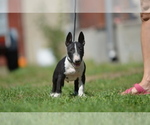 Small Photo #9 Miniature Bull Terrier Puppy For Sale in Kiskoros, Bacs-Kiskun, Hungary